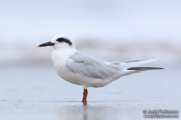 Snowy-crowned Tern, Argentina